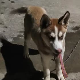 Hasky Собака хаски