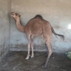 DÜYELER