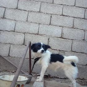 Kiçi it