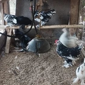 karlikler