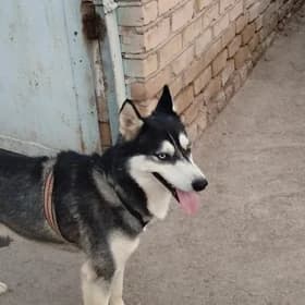 haski