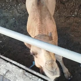 Düyalar🐪