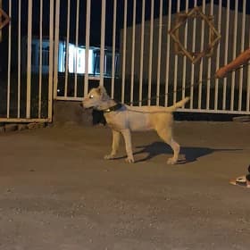 Çopan it