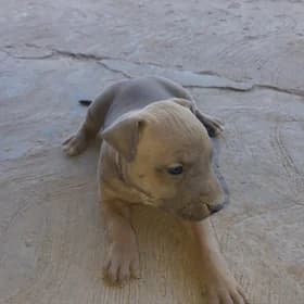 Pitbull