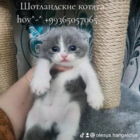 Шотландские котята