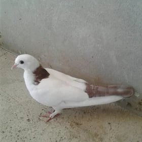 Kepderi