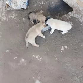 щенки