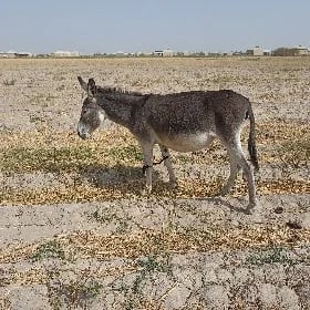 eşek