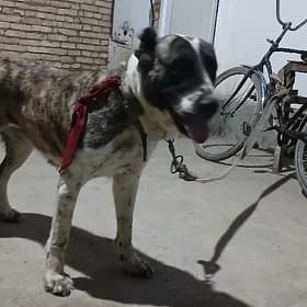 küçük