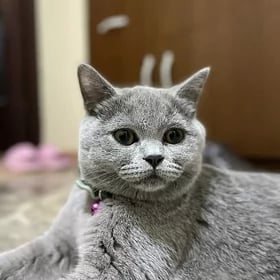 кот на Вязку