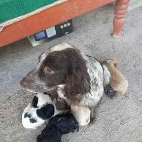 Arassa rus spaniel