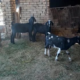 Bakylan geçiler
