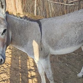 EŞEK