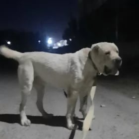 Ballu
