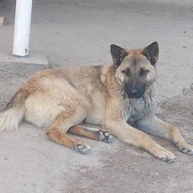 Awçarka