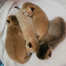 Британские золотые