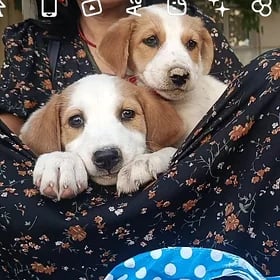 щенки