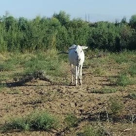 Eşek