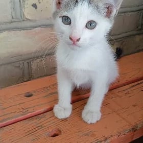 котята мальчики