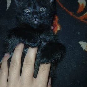Кошка