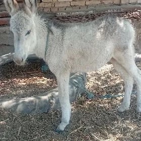 eşek