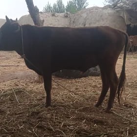 Öküz