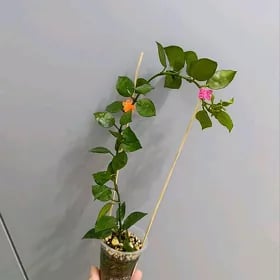 ХОЙЯ ЛАКУНОЗА ЭСКИМО