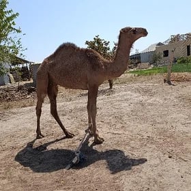 Erkek ogşuklar