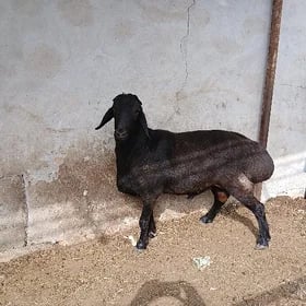 goçkar