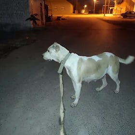 Türkmen it
