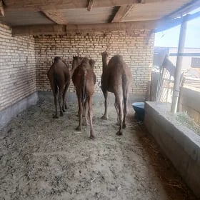 owşk