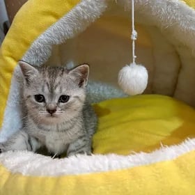 котятки