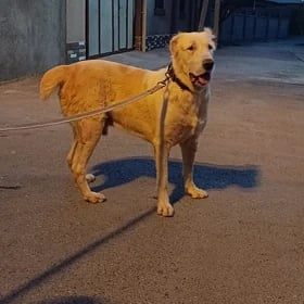 satlyk köpek