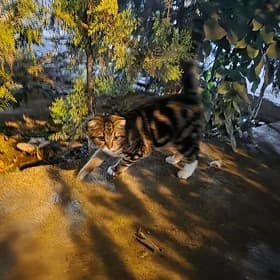 pişik