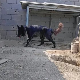 авчарка немисги