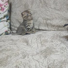 Шотланка