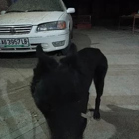авчарка