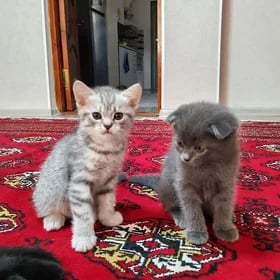 pisik котенок