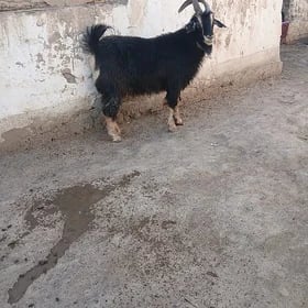 serke