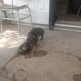 Щенки