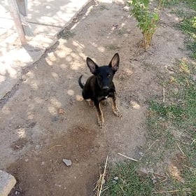 owçarka