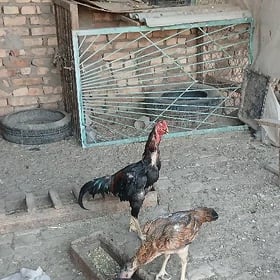 horaz