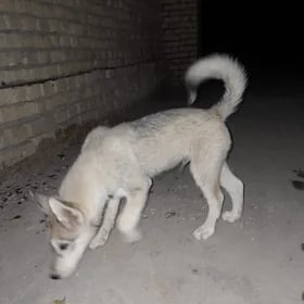 Haski, Gujuk,It,Pitbul