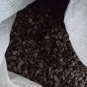 garpyz çigit