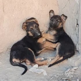 АВЧАРКИ