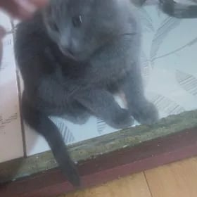 котята