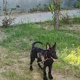 Awçarka.