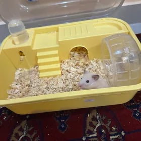 хомяк