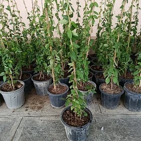 jasmin, źimolost