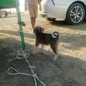tazi gujik awci